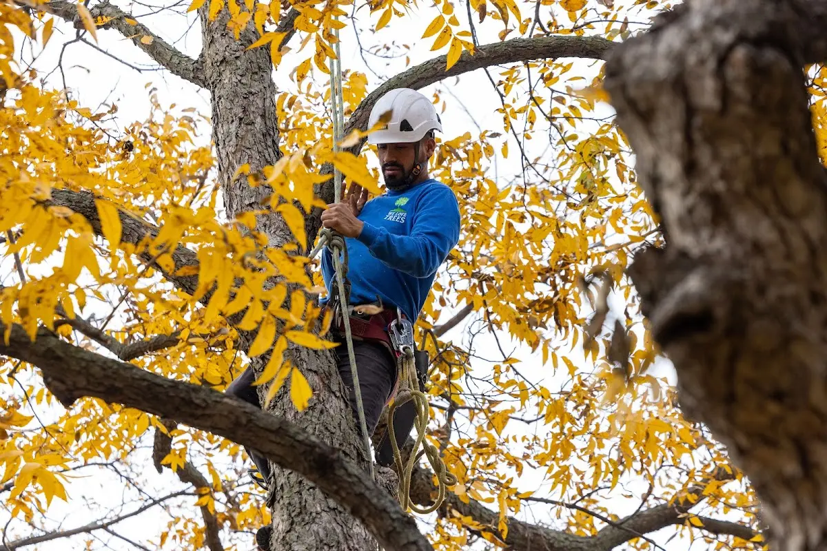 Skilled Tree Transplanting crew working in Cogan Station